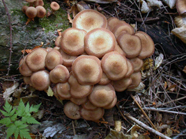 Armillaria mellea: is a cluster of many mature caps in the typical growth pattern and habitat.